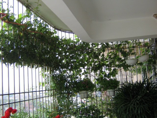 IMG_7915.jpg
