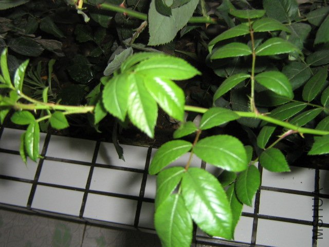 IMG_7934.jpg