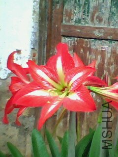 IMG0026A.jpg