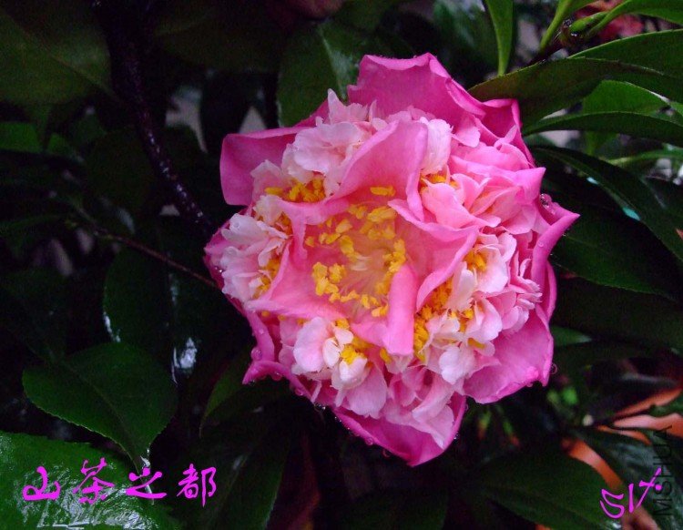 ɽ��֮�� 10-4-1 (2).jpg