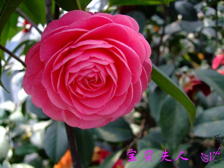 �������� 10-3-31 (1).jpg