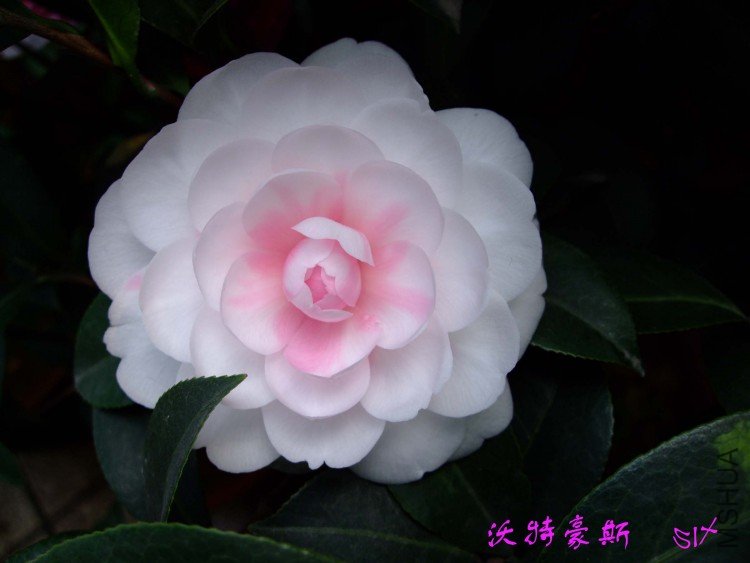 ���غ�˹ 10-3-31 (3).jpg