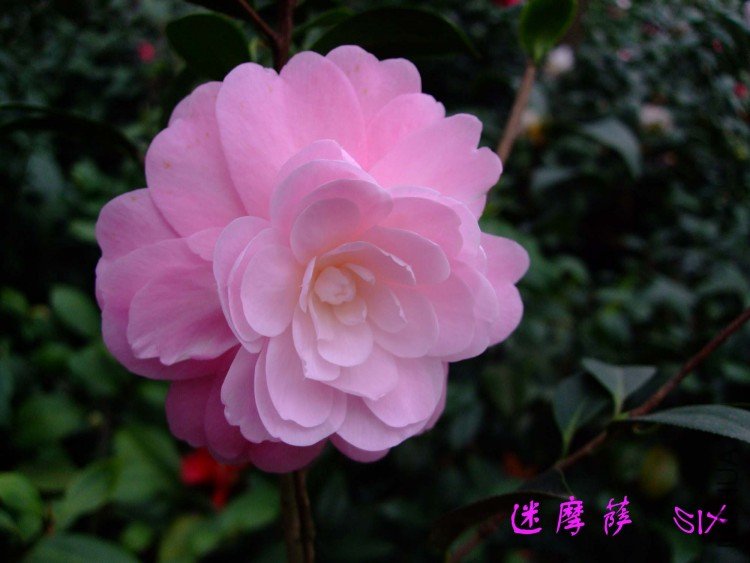 ��Ħ�� 10-3-31(1).jpg