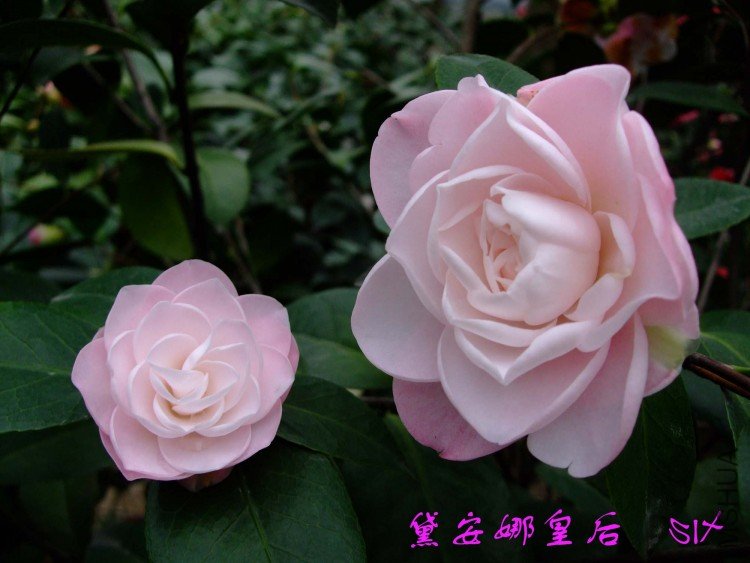 �찲�Ȼʺ� 10-3-31 (3).jpg