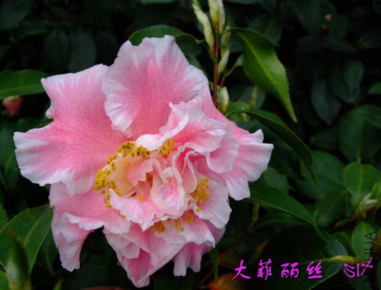 ��� 10-3-31 522511.jpg