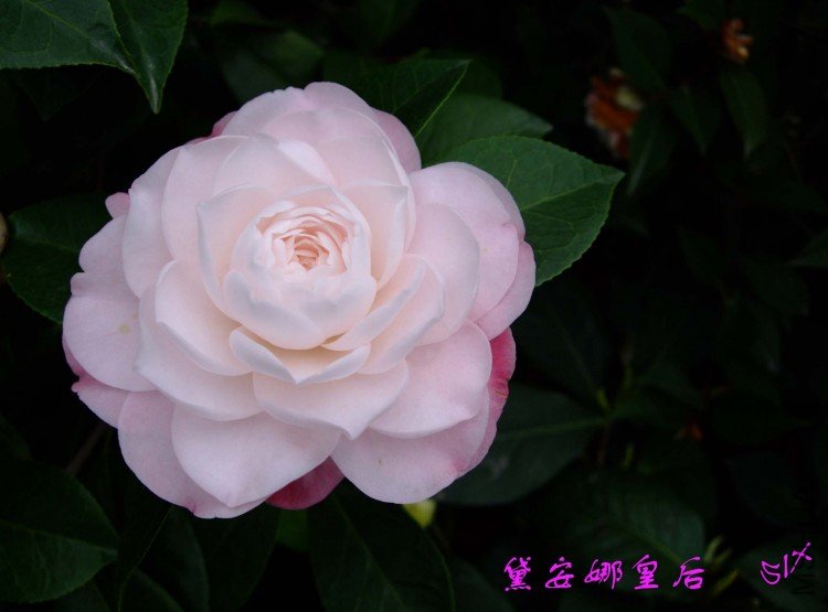 �찲�Ȼʺ� 10-3-31(1).jpg