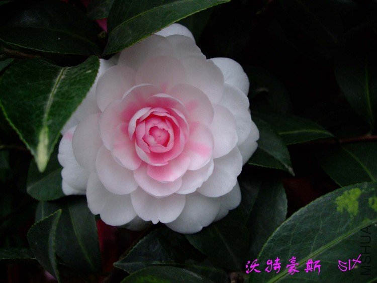 ���غ�˹ 10-3-31(1).jpg