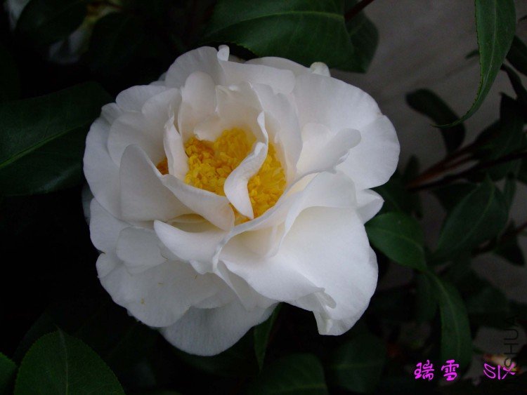 ��ѩ 10-3-31.jpg