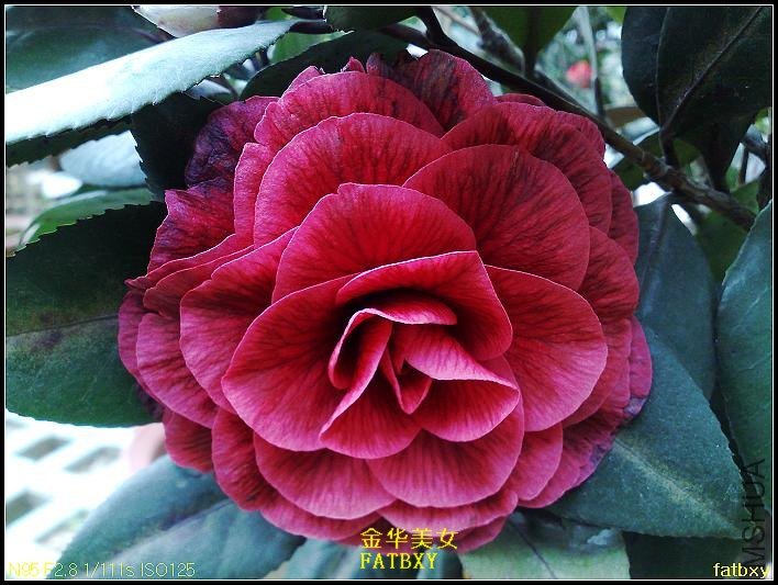 ����Ů (2).jpg