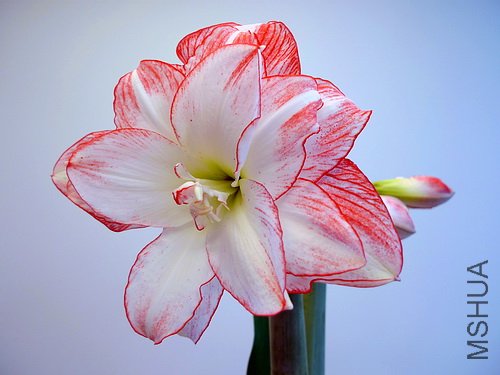��Ƭ 2635(500).jpg