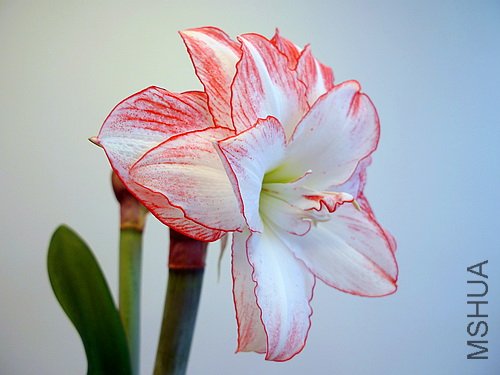 ��Ƭ 2636(500).jpg