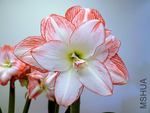 ��Ƭ 2628(500).jpg
