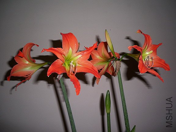 ��Ƭ 2219(576).jpg