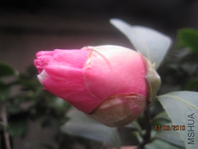 �軨2010-3-18 181.jpg