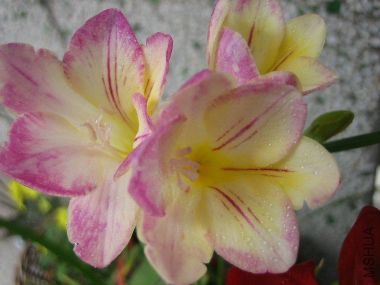 ��Ƭ2009 372.jpg