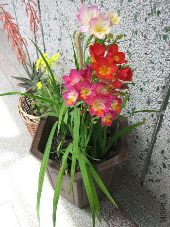 ��Ƭ2009 373.jpg