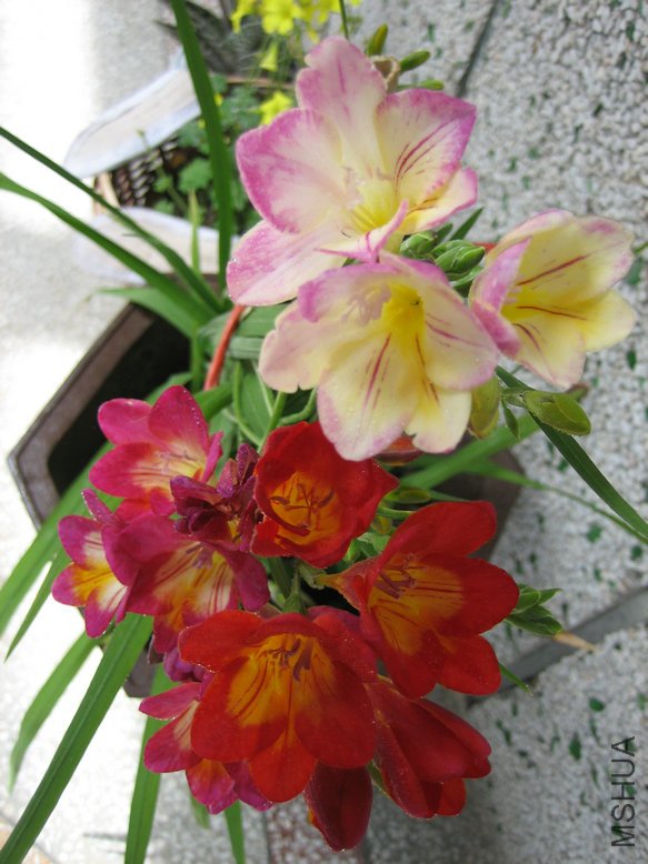 ��Ƭ2009 365.jpg