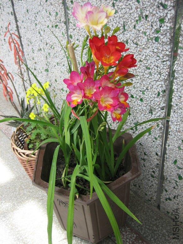 ��Ƭ2009 374.jpg
