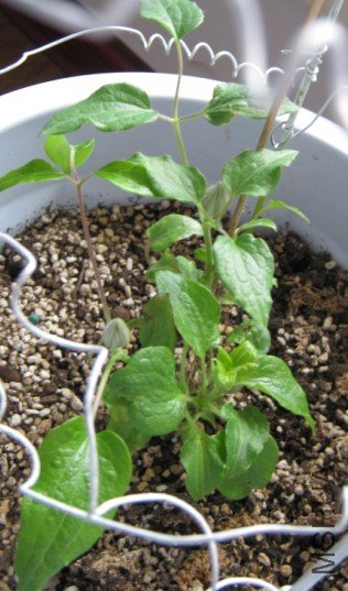 ������ɭ