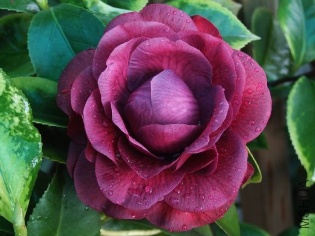 DSCF7452.jpg