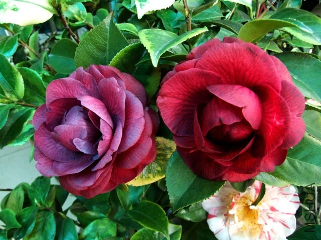 DSCF7564.jpg