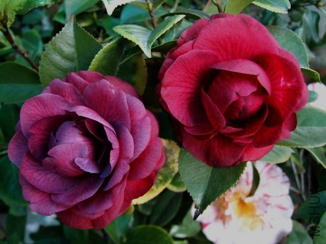 DSCF7567.jpg