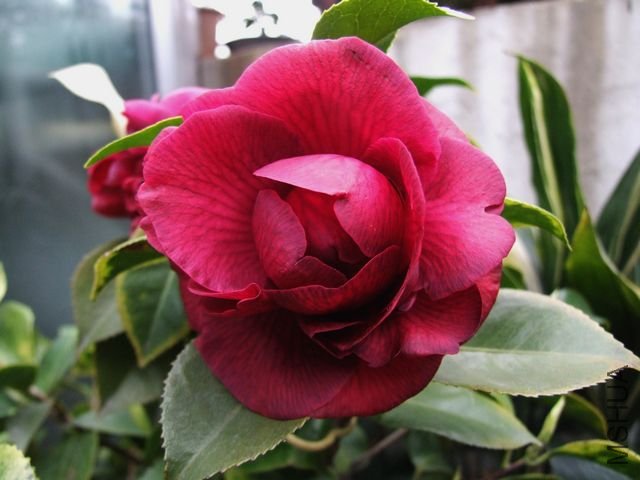 DSCF7521.jpg