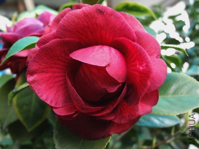 DSCF7531.jpg