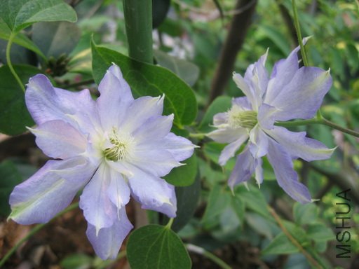 ȥ������ҿ���������