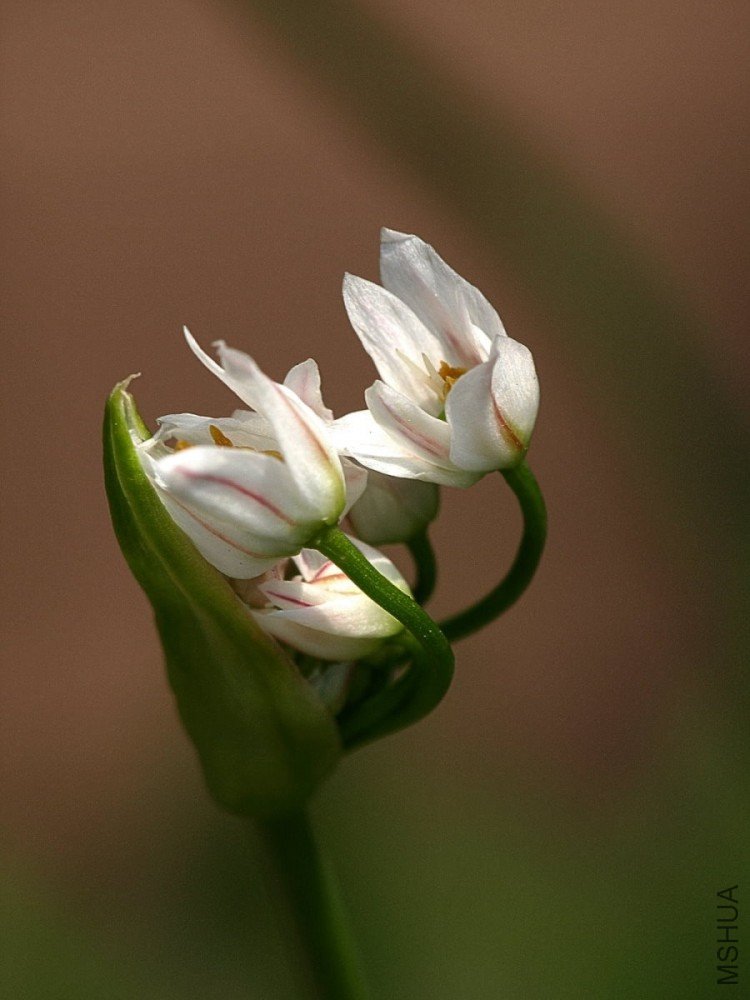 alliumsmallflower.jpg