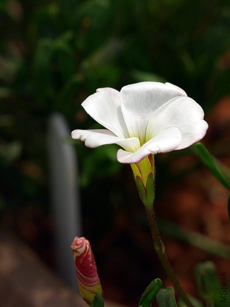 Oxalis.jpg
