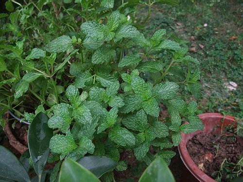 ���ڵ�����