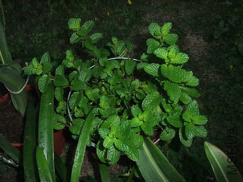 ��Ƭ 1302(500).jpg