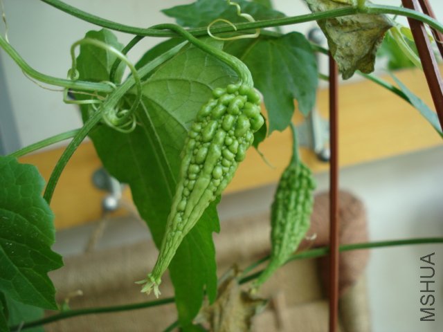 DSC04522.JPG