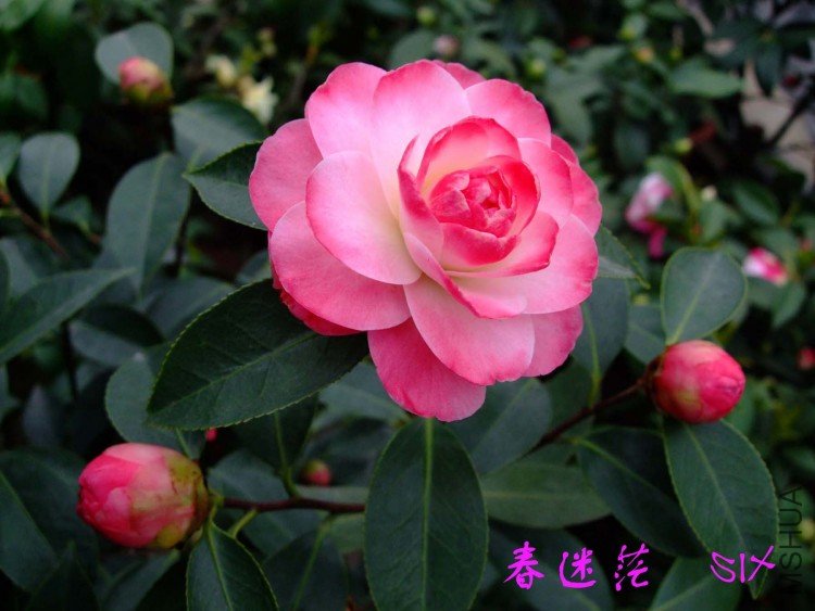 ����ã  10-4-4(1).jpg