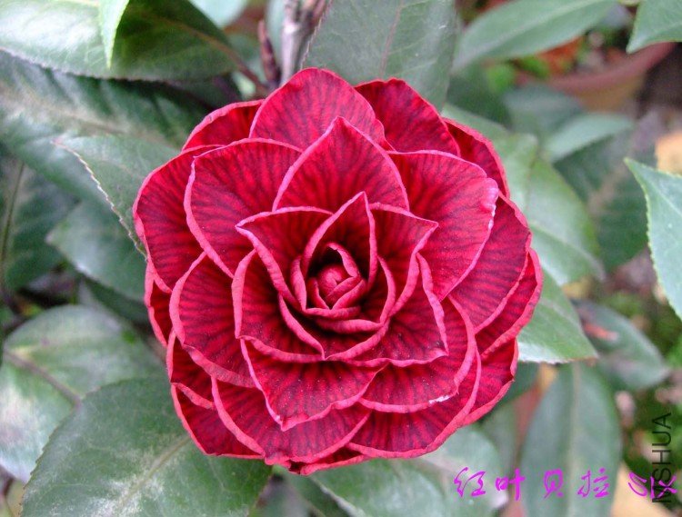 ��Ҷ����  10-4-4(1).jpg