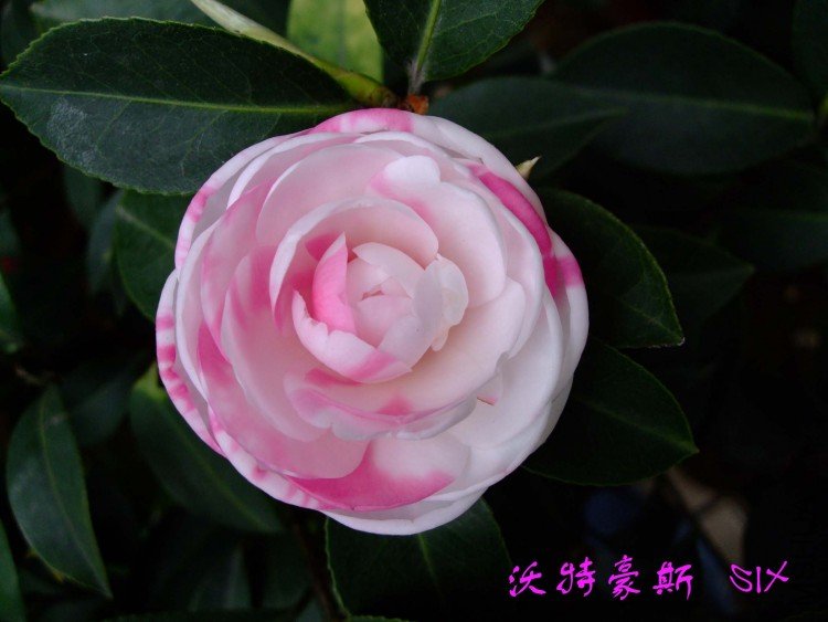 ���غ�˹ 10-4-4 (1).jpg