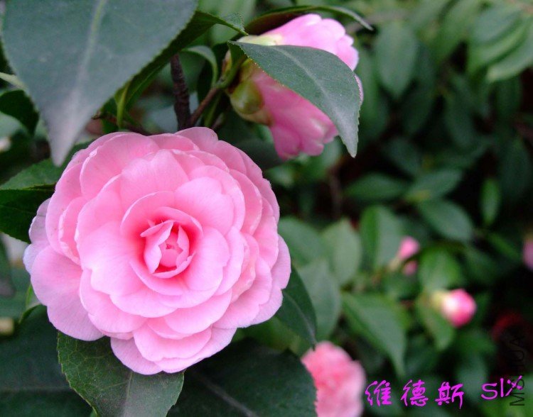 ά��˹  10-4-4(1).jpg