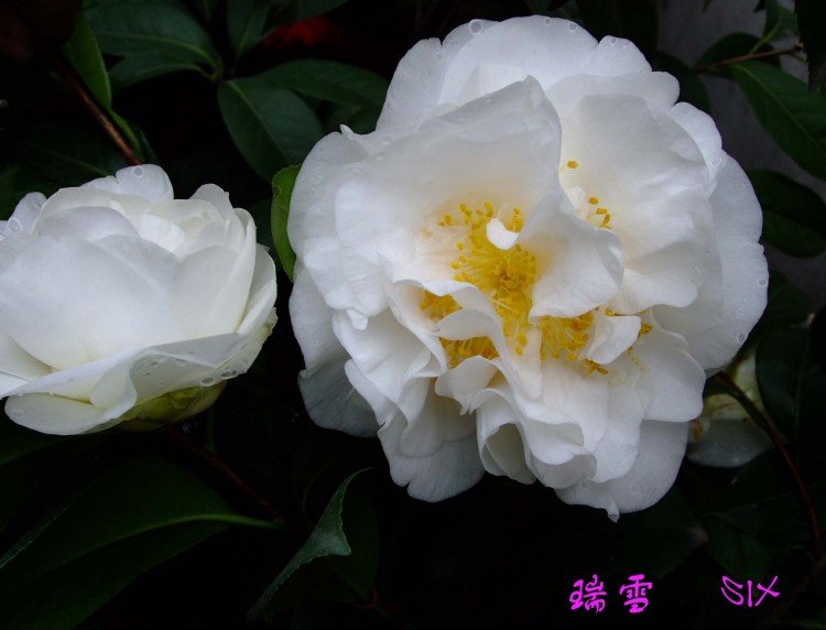 ��ѩ  10-4-3(1).jpg