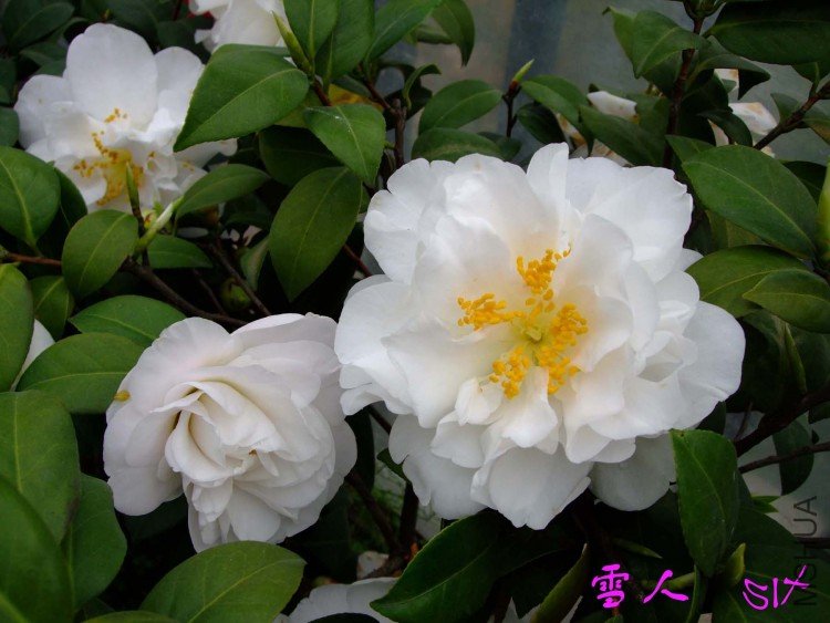 ѩ�� 10-4-2(1).jpg