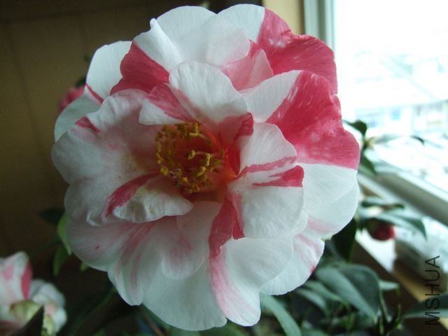 DSCF6936.jpg