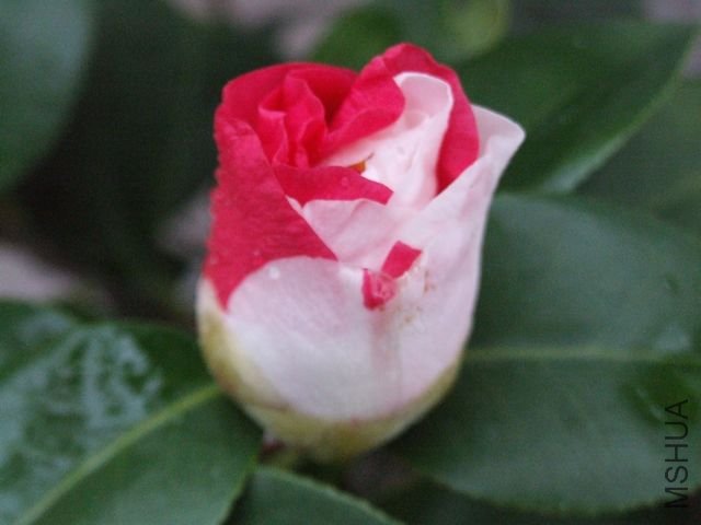 DSCF6465.jpg