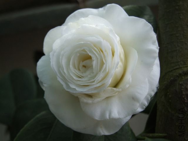 DSCF7171.jpg
