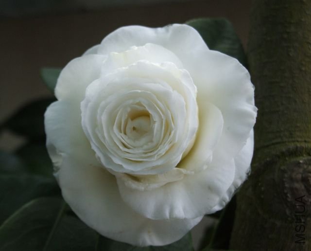 DSCF7169.jpg