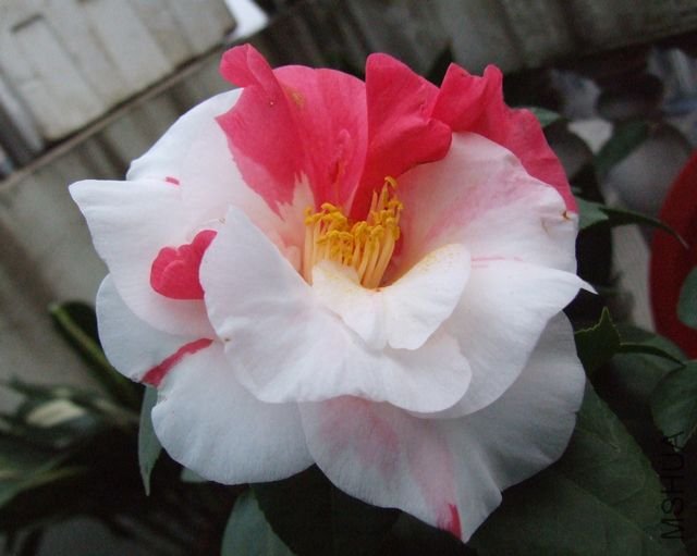 DSCF6545.jpg