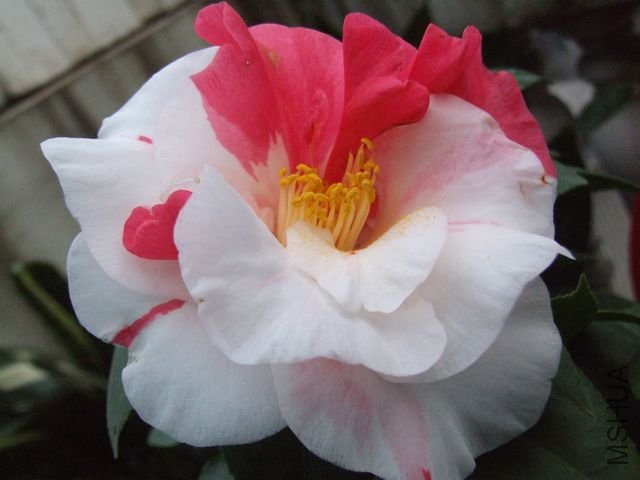 DSCF6544.jpg