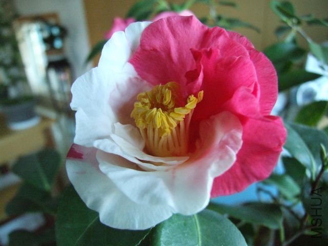 DSCF6501.jpg
