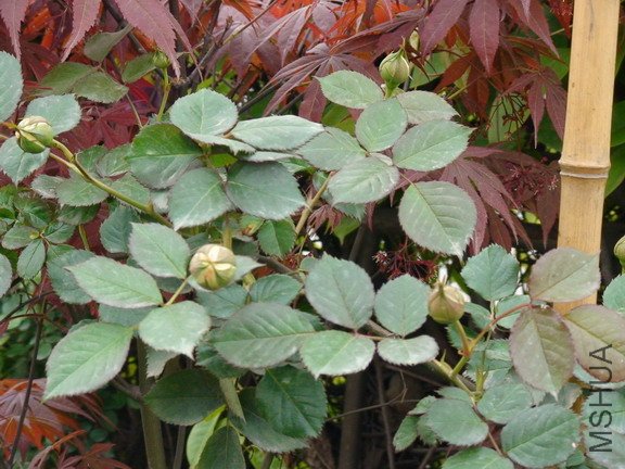 2010�����ɳ