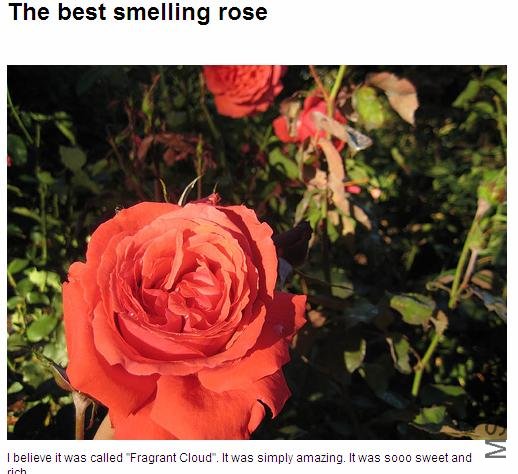 fragrant cloud rose1.jpg