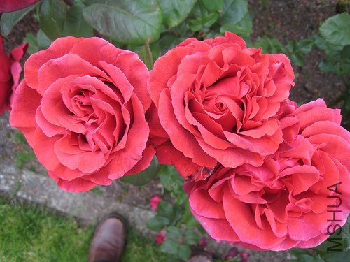 fragrant cloud rose222.jpg